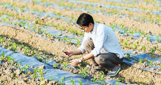 A researcher crouched over a row of plants using a sensor to measure some attribute of crops on a farm..